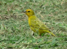 290 especies se registraron en los Conteos Navideños de Aves en Morona Santiago